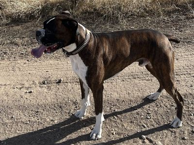 I Have A Beautiful Male Boxer 2 1/2 Years OLd