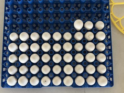 Bobwhite quail eggs