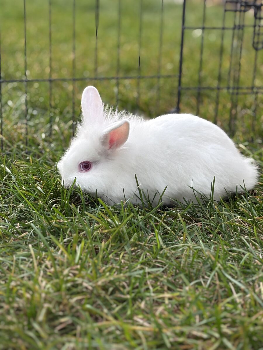 Adorable Baby Lionhead Bunnies