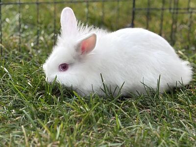 Adorable Baby Lionhead Bunnies