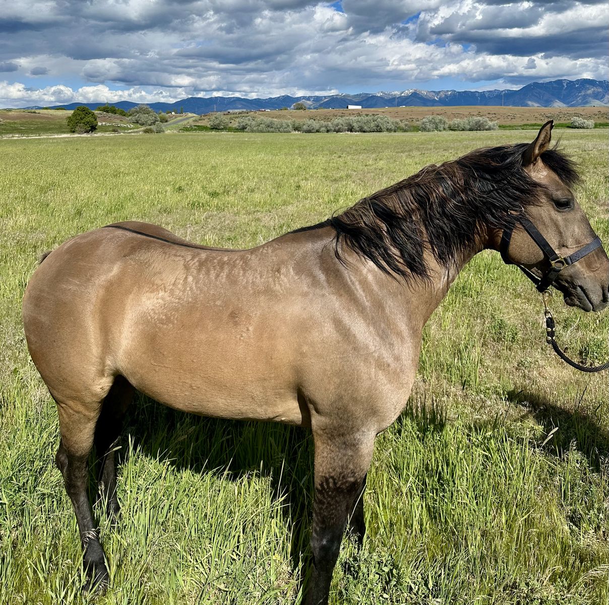 6yr Old Grade Mare