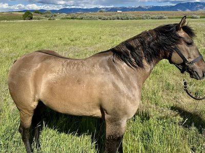 6yr Old Grade Mare