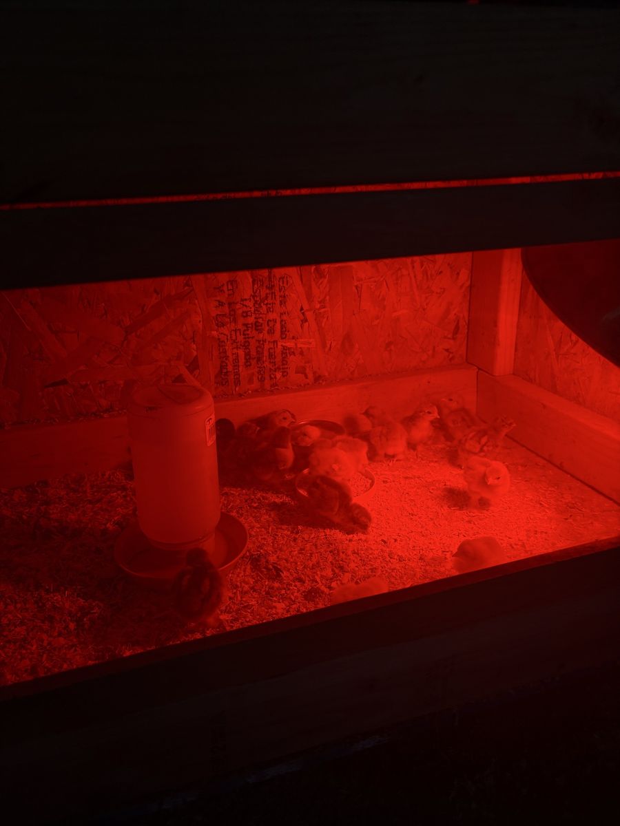 BABY CHICKS