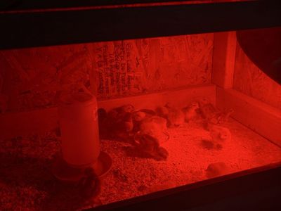 BABY CHICKS