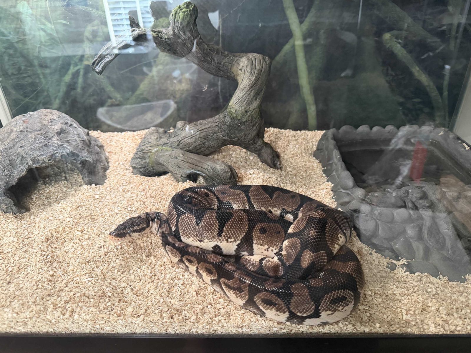 Ball Python with enclosure