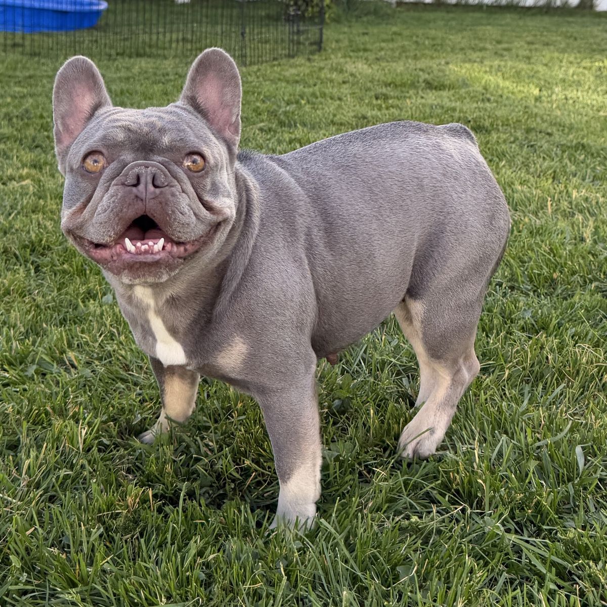 French Bulldog 