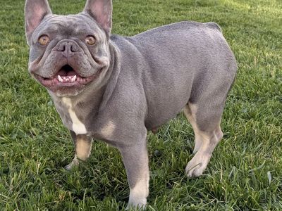 French Bulldog