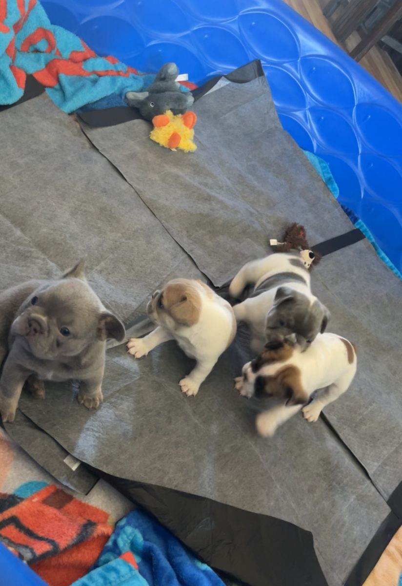 French Bulldogs Puppies