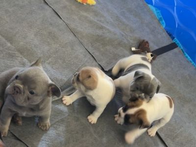 French Bulldogs Puppies