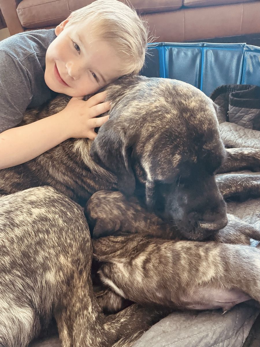 AKC Registered English Mastiff Puppies - 3 Males, 2 Females - Apricot & Brindle