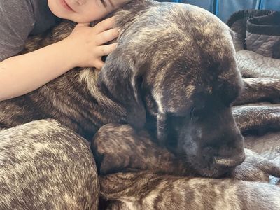 AKC Registered English Mastiff Puppies - 3 Males, 2 Females - Apricot & Brindle
