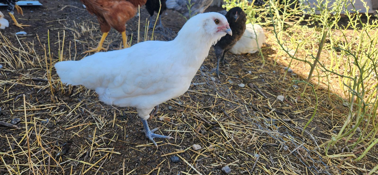 Four 12 week old pullets