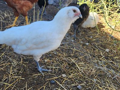 Four 12 week old pullets