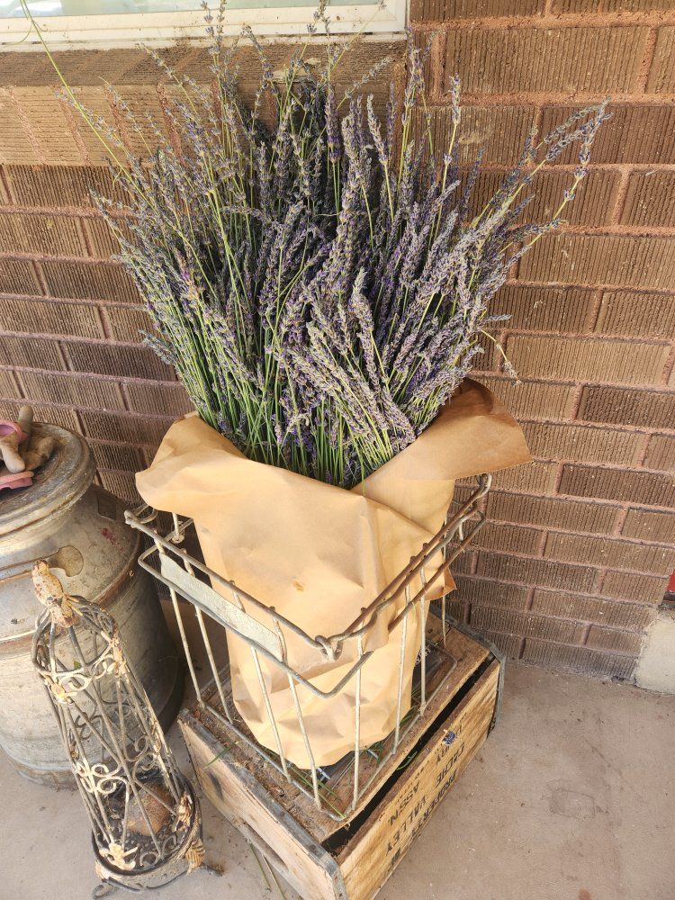 Organic Long stem lavender