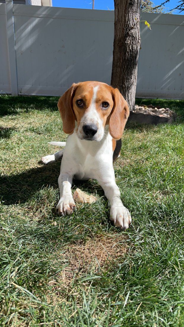 Beagle boy 4 year old