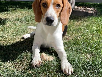 Beagle boy 4 year old