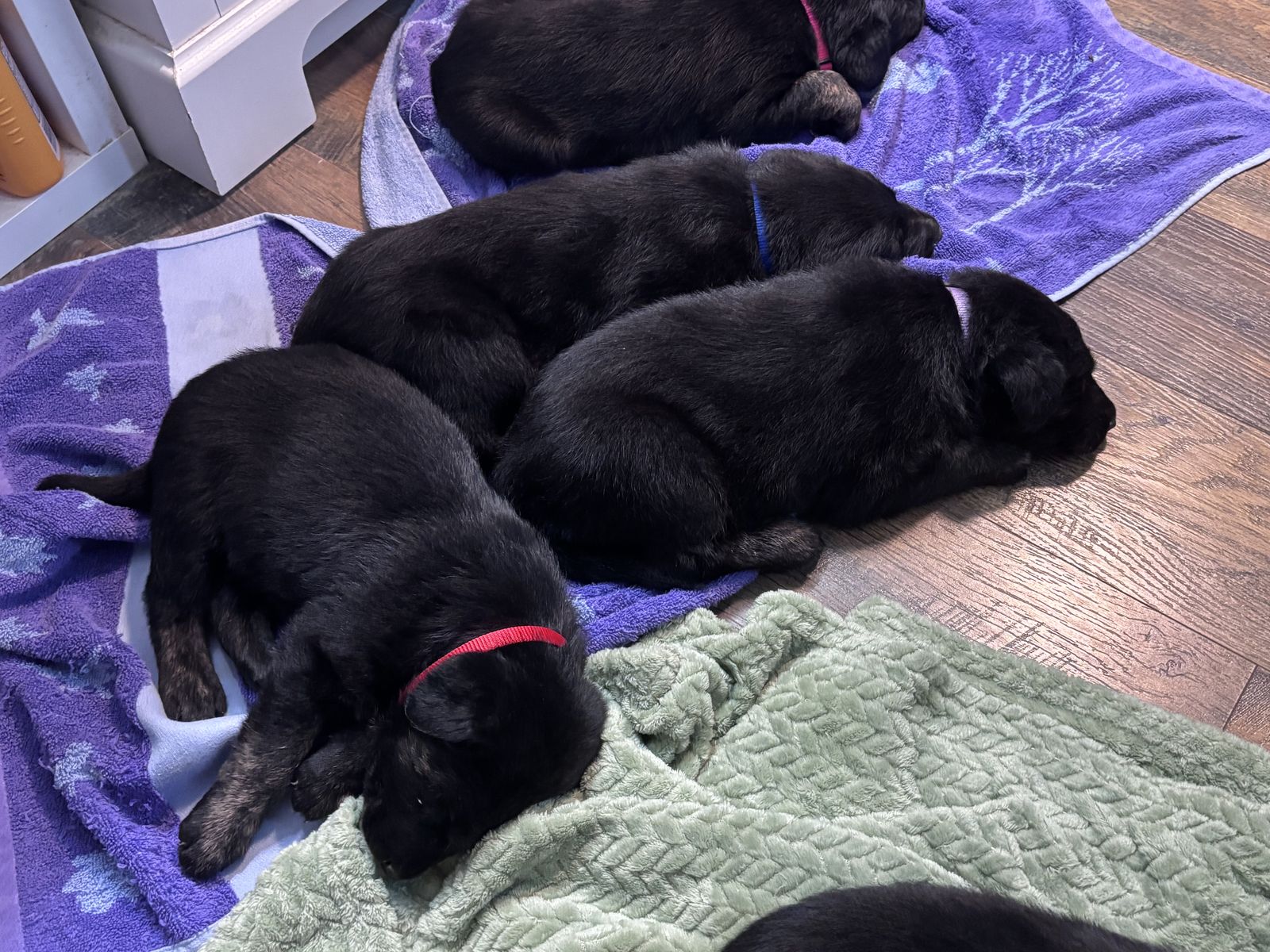 German Sheprador Puppies - Black, Vet-Checked, First Vaccinations, Available Aug 18