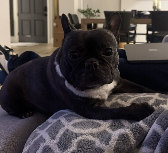 Frenchie- Looking for a loving home