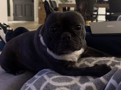 Frenchie- Looking for a loving home