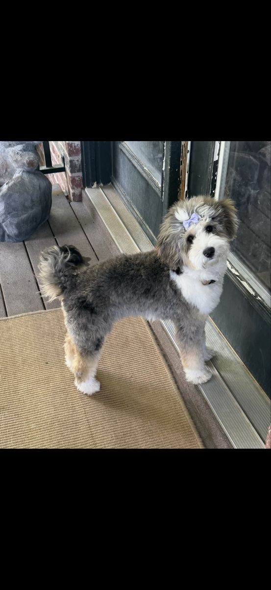Gorgeous Tri Merle Mini Bernedoodle