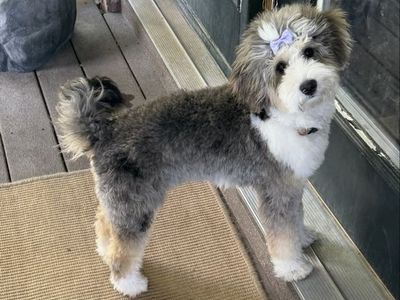 Gorgeous Tri Merle Mini Bernedoodle