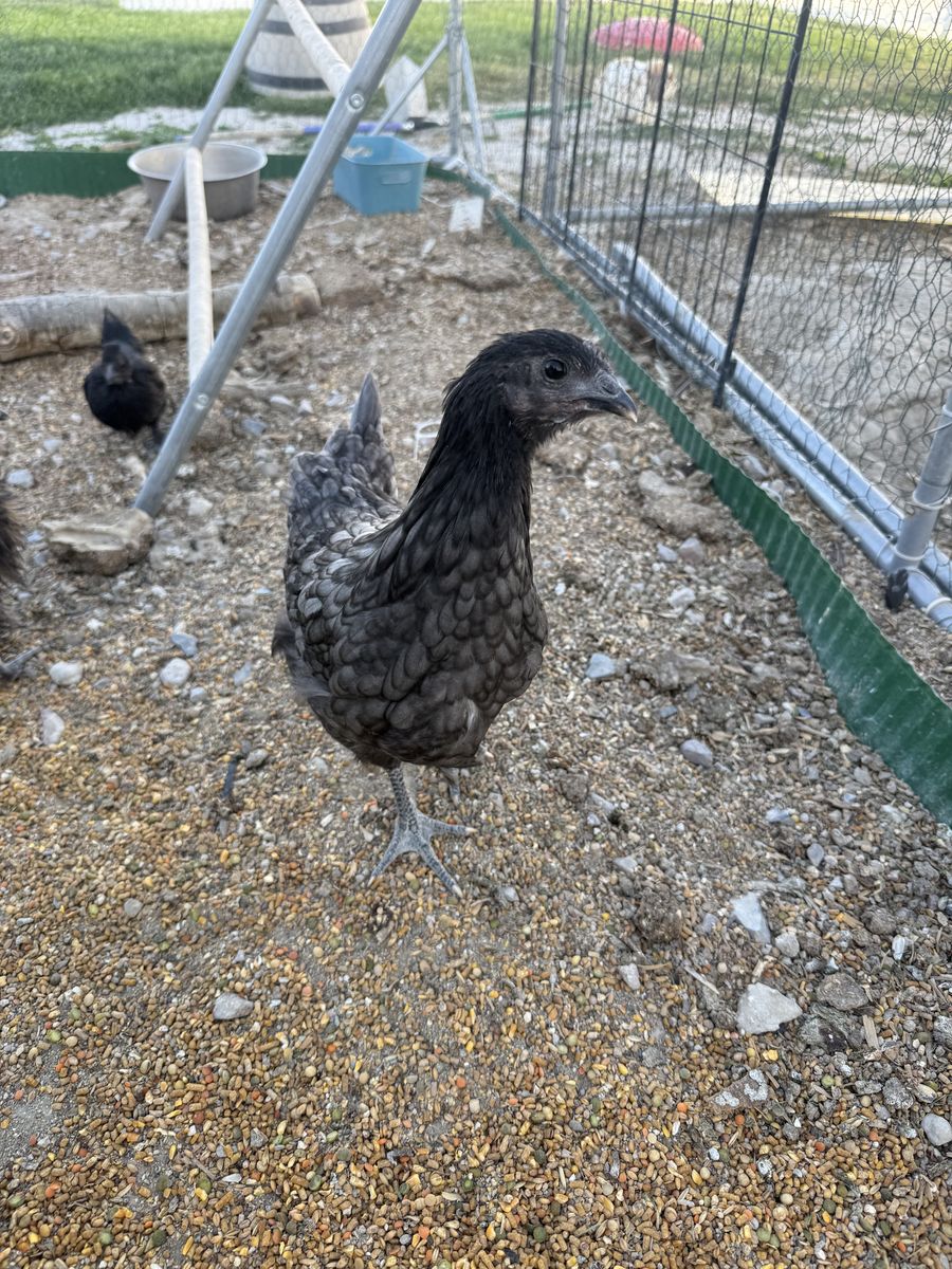 Buff Orphington Pullet and Fibro Ayam Cemani (Crypt Walker)