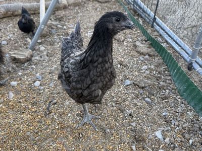 Buff Orphington Pullet and Fibro Ayam Cemani (Crypt Walker)
