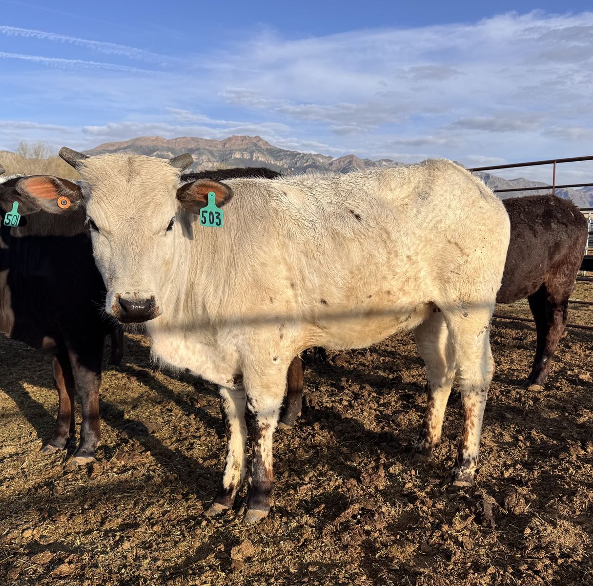 ABBI Registered Yearling Heifer