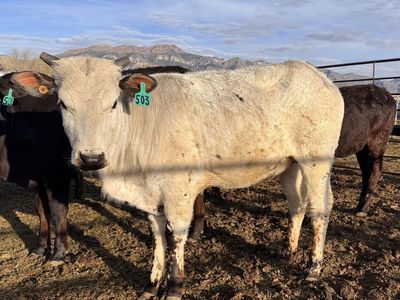 ABBI Registered Yearling Heifer