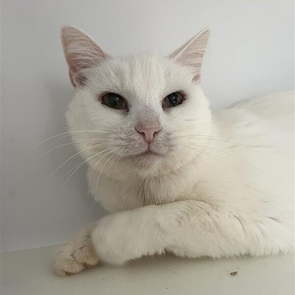 Hello my name is Bae