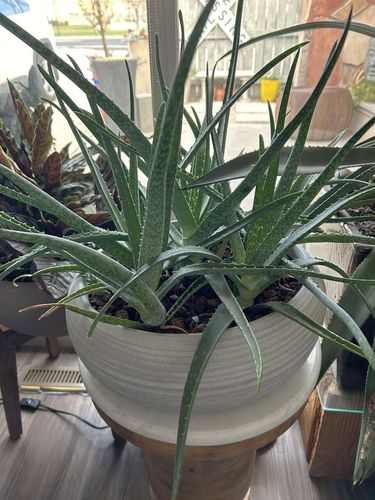Crate & Barrel Concrete Pot With Aloe Succulent Plant