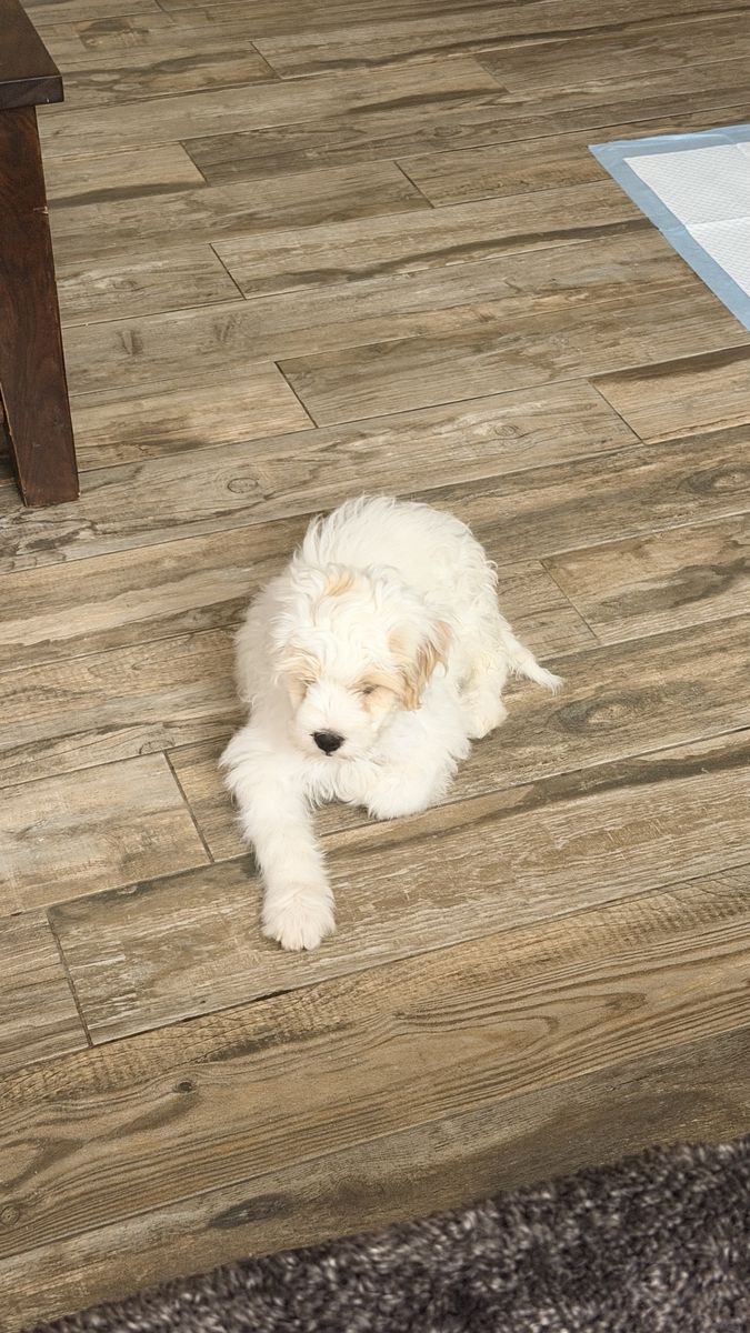 White Mask -Maltipoo puppy for sale