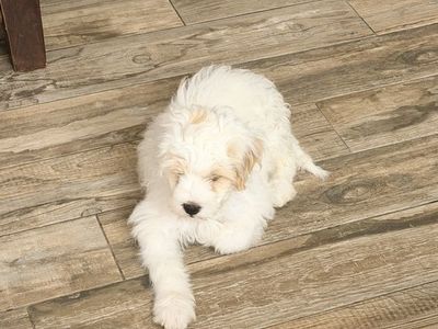 White Mask -Maltipoo puppy for sale