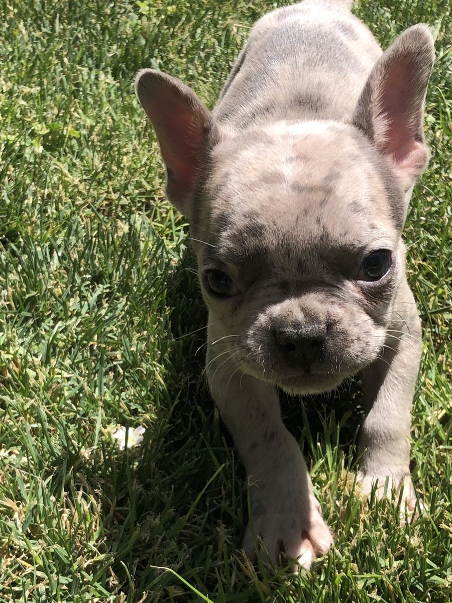 Pure Bred French Bulldog Puppies