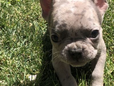 Pure Bred French Bulldog Puppies