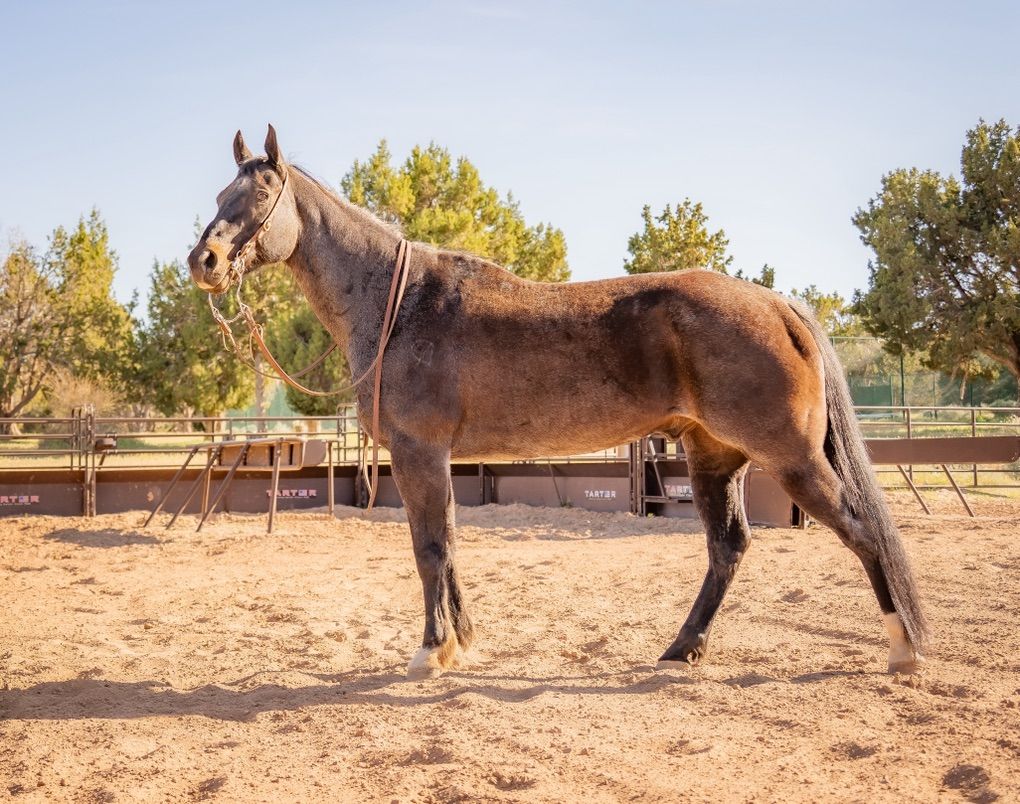 Blue Roan Ranch Gelding
