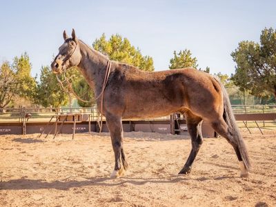Blue Roan Ranch Gelding