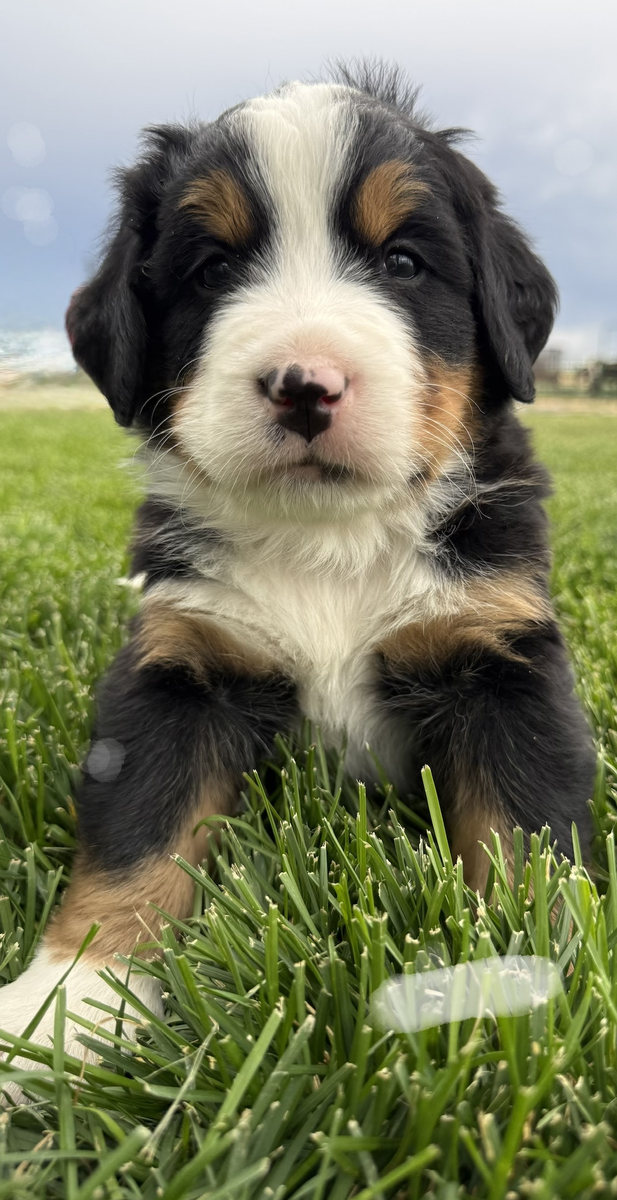 Bernese Mountain Dog Puppies