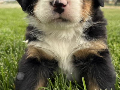 Bernese Mountain Dog Puppies