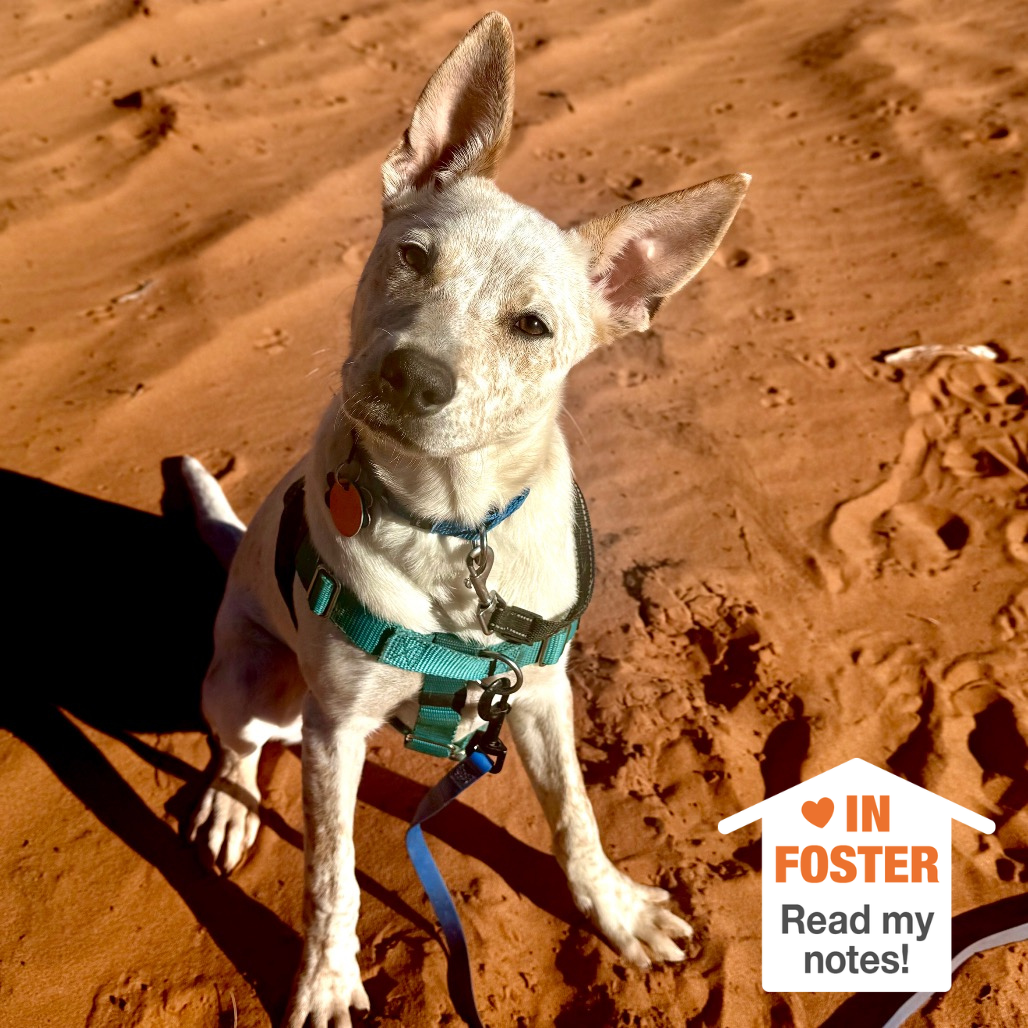 Hello my name is Sequin