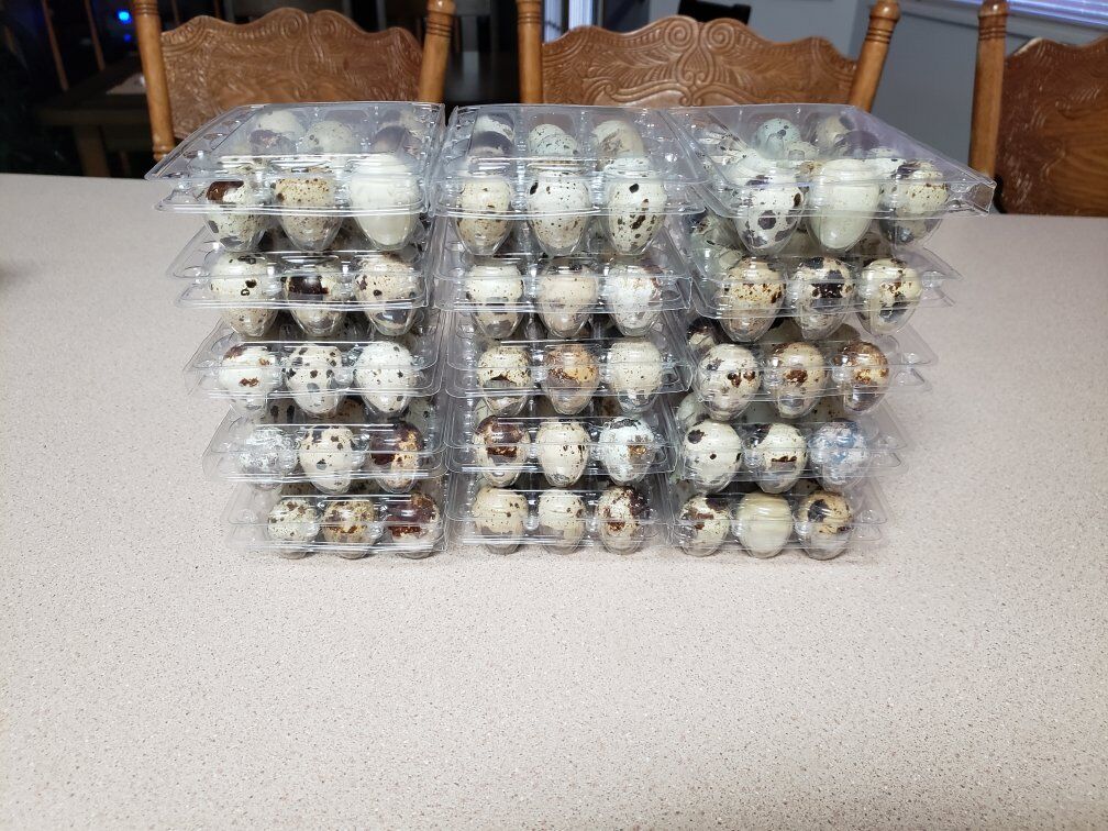 Fresh quail eggs for eating