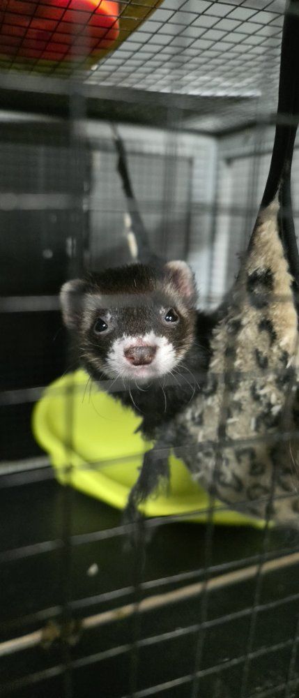 Three loving ferrets