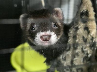 Three loving ferrets
