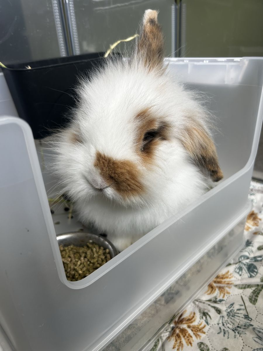 Male bunny