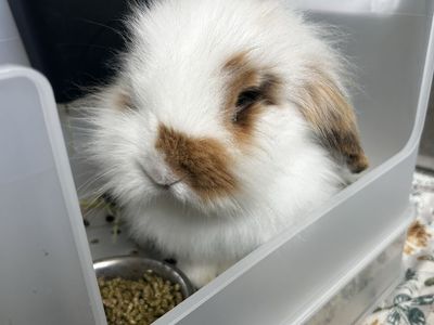 Male bunny