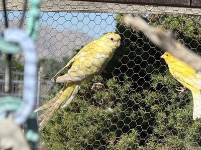 Birds