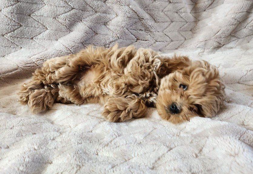 Adorable Goldendoodle Puppies - Ready for a Loving Home!