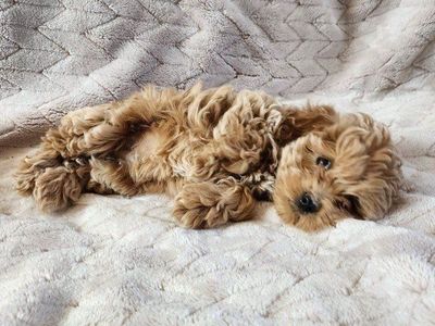 Adorable Goldendoodle Puppies - Ready for a Loving Home!