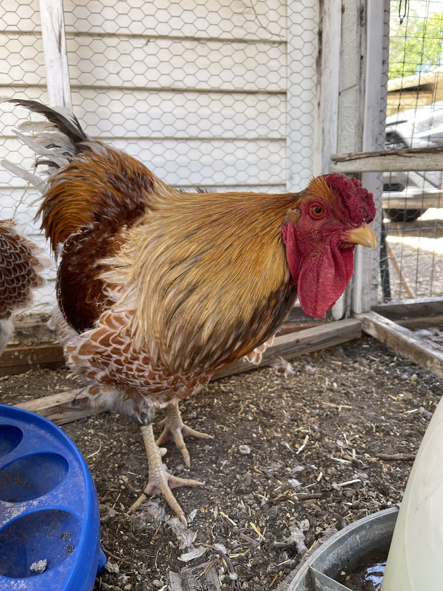 Wyandotte Rooster