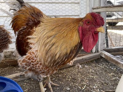 Wyandotte Rooster
